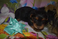 3-21 boy, a male Yorkshire Terrier for sale in Jefferson, SC – Photo 2 of 3