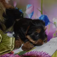 3-21 boy, a male Yorkshire Terrier for sale in Jefferson, SC – Photo 3 of 3