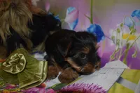 3-21 boy, a male Yorkshire Terrier for sale in Jefferson, SC – Photo 3 of 3