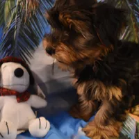 3-21 boy, a male Yorkshire Terrier for sale in Jefferson, SC – Photo 1 of 3