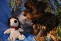 3-21 boy, a male Yorkshire Terrier for sale in Jefferson, SC – Photo 1 of 3
