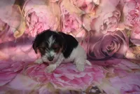 3-21 boy, a male Biewer for sale in Jefferson, SC – Photo 2 of 2