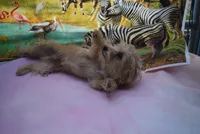 morkie boy, a male Morkie for sale in Jefferson, SC – 4 of 6