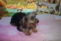 beauty boy, a male Yorkshire Terrier for sale in Jefferson, SC – 7 of 8