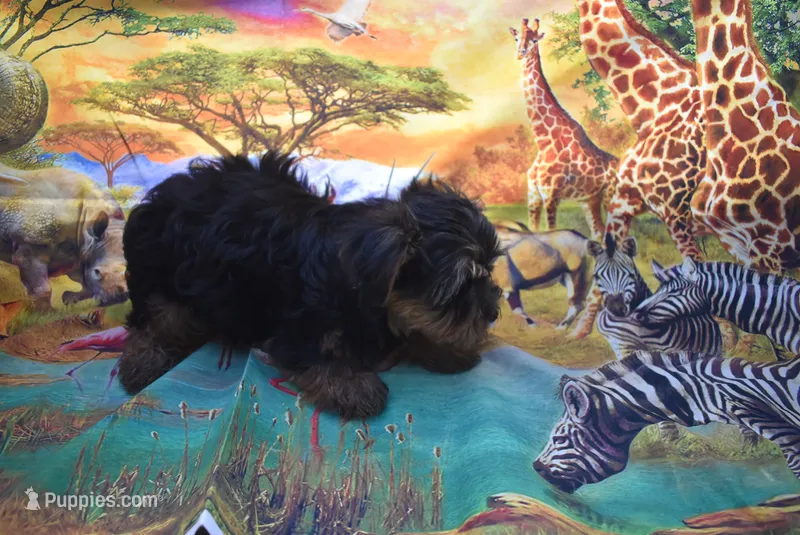 little baby one  – Yorkshire Terrier puppy for sale in Jefferson, SC