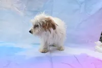 tiny tiny, a male Biewer for sale in Jefferson, SC – 6 of 6