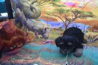 yorkie boy 1, a male Yorkshire Terrier for sale in Jefferson, SC – 2 of 3