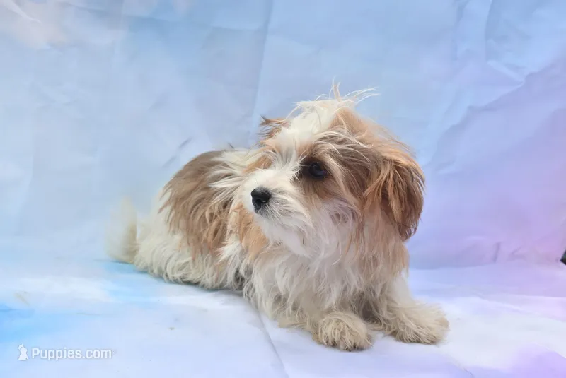 cutest biro ever – Biewer puppy for sale in Jefferson, SC