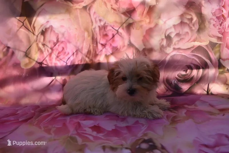 cutest biro ever – Biewer puppy for sale in Jefferson, SC