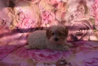 cutest biro ever, a male Biewer for sale in Jefferson, SC – Photo 1 of 4