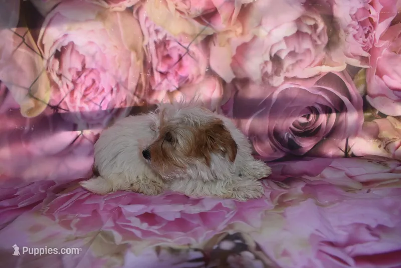 cutest biro ever – Biewer puppy for sale in Jefferson, SC