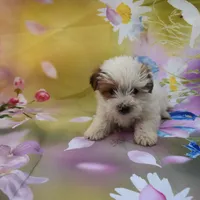 cutest biro ever, a male Biewer for sale in Jefferson, SC – Photo 2 of 2