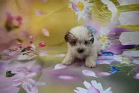 m 1, a male Biewer for sale in Jefferson, SC – Photo 2 of 2