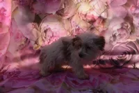 cutest biro ever, a male Biewer for sale in Jefferson, SC – Photo 3 of 4