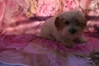 cutest biro ever, a male Biewer for sale in Jefferson, SC – Photo 2 of 4