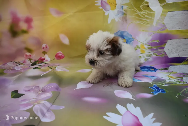 m 1, a male Biewer for sale in Jefferson, SC – Photo 1 of 2