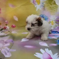 cutest biro ever, a male Biewer for sale in Jefferson, SC – Photo 1 of 2