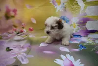 m 1, a male Biewer for sale in Jefferson, SC – Photo 1 of 2