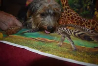 happy boy, a male Yorkshire Terrier for sale in Jefferson, SC – 5 of 5