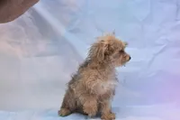 morkie littleboy, a male Morkie for sale in Jefferson, SC – Photo 2 of 3
