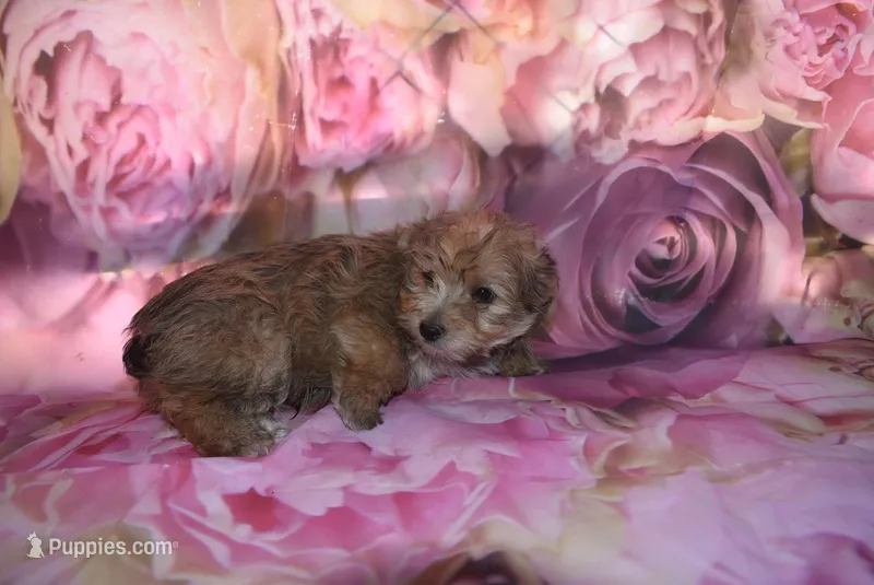 morkie 3-23 – Morkie puppy for sale in Jefferson, SC
