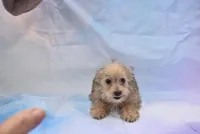 morkie littleboy, a male Morkie for sale in Jefferson, SC – Photo 1 of 3
