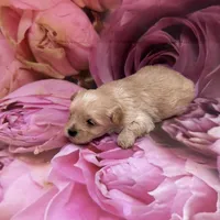 morkie 3-23, a male Morkie for sale in Jefferson, SC – Photo 2 of 2