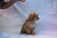 morkie littleboy, a male Morkie for sale in Jefferson, SC – Photo 3 of 3