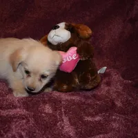 morkie 3-23, a male Morkie for sale in Jefferson, SC – Photo 1 of 2