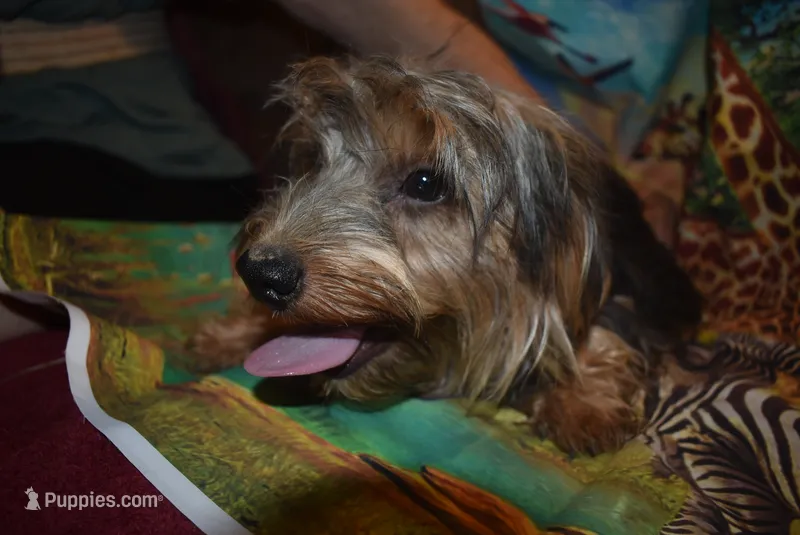 happy boy – Yorkshire Terrier puppy for sale in Jefferson, SC