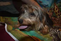 happy boy, a male Yorkshire Terrier for sale in Jefferson, SC – 1 of 5