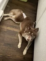 Hazel, a female Siberian Husky for sale in ,  – 2 of 3