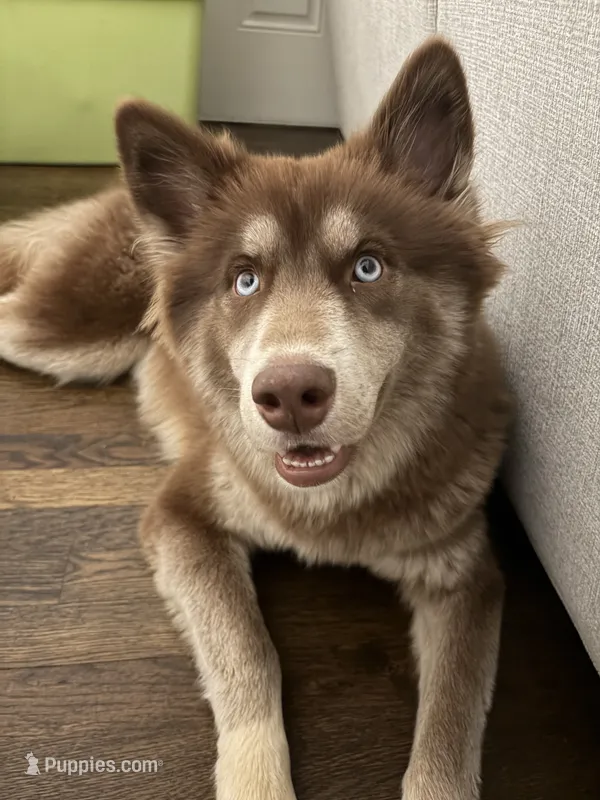 Hazel – Siberian Husky puppy for sale in 