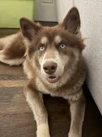 Hazel, a female Siberian Husky for sale in ,  – 1 of 3