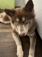 Hazel, a female Siberian Husky for sale in ,  – 3 of 3