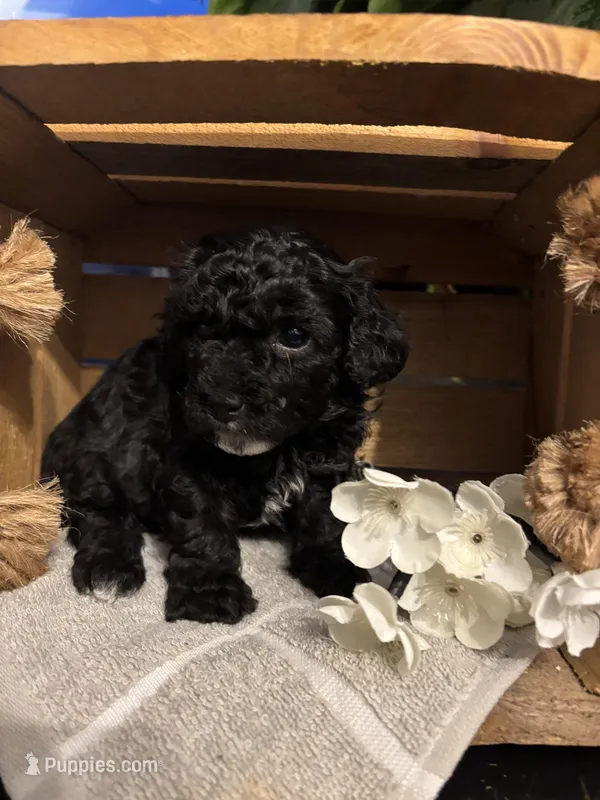 Spruce  – Poodle - Toy  puppy for sale in Bonduel, WI