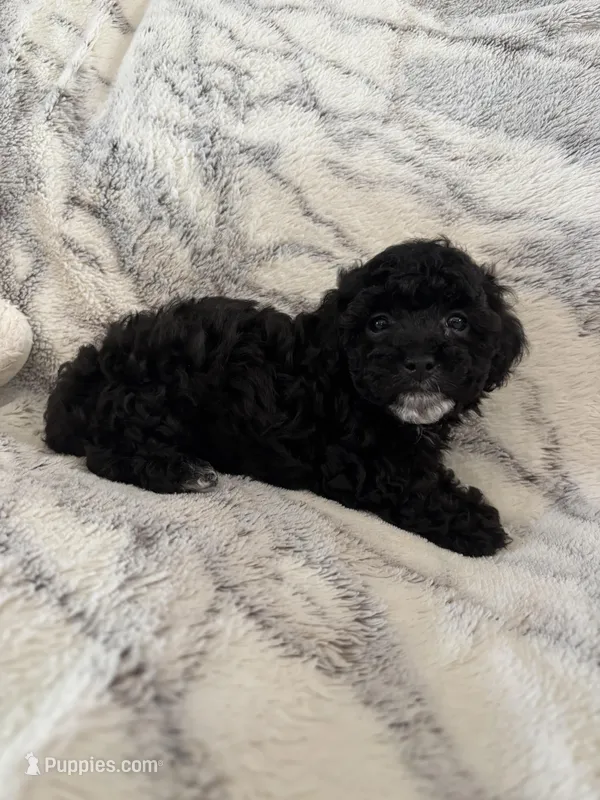 Spruce  – Poodle - Toy  puppy for sale in Bonduel, WI