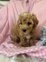 Prissy, a female Poodle - Toy  for sale in Bonduel, WI – Photo 6 of 8