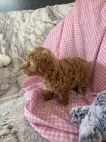 Prissy, a female Poodle - Toy  for sale in Bonduel, WI – Photo 7 of 8