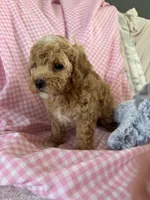 Prissy, a female Poodle - Toy  for sale in Bonduel, WI – Photo 4 of 8