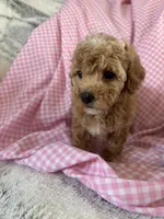 Prissy, a female Poodle - Toy  for sale in Bonduel, WI – Photo 5 of 8