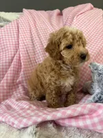 Prissy, a female Poodle - Toy  for sale in Bonduel, WI – Photo 3 of 8