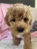 Prissy, a female Poodle - Toy  for sale in Bonduel, WI – Photo 8 of 8