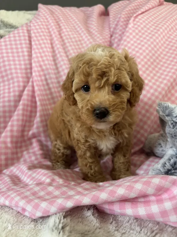 Prissy – Poodle - Toy  puppy for sale in Bonduel, WI