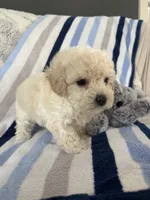 Bennie, a male Poodle - Toy  for sale in Bonduel, WI – Photo 4 of 10