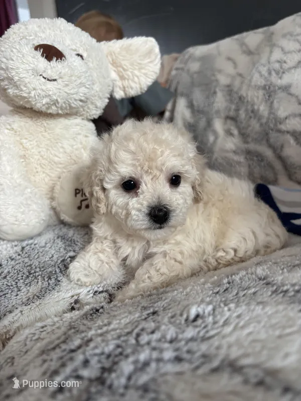 Bennie – Poodle - Toy  puppy for sale in Bonduel, WI