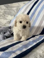 Bennie, a male Poodle - Toy  for sale in Bonduel, WI – Photo 7 of 10