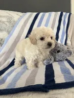 Bennie, a male Poodle - Toy  for sale in Bonduel, WI – Photo 8 of 10