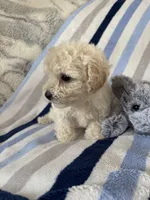 Bennie, a male Poodle - Toy  for sale in Bonduel, WI – Photo 9 of 10