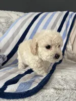 Bennie, a male Poodle - Toy  for sale in Bonduel, WI – Photo 2 of 10